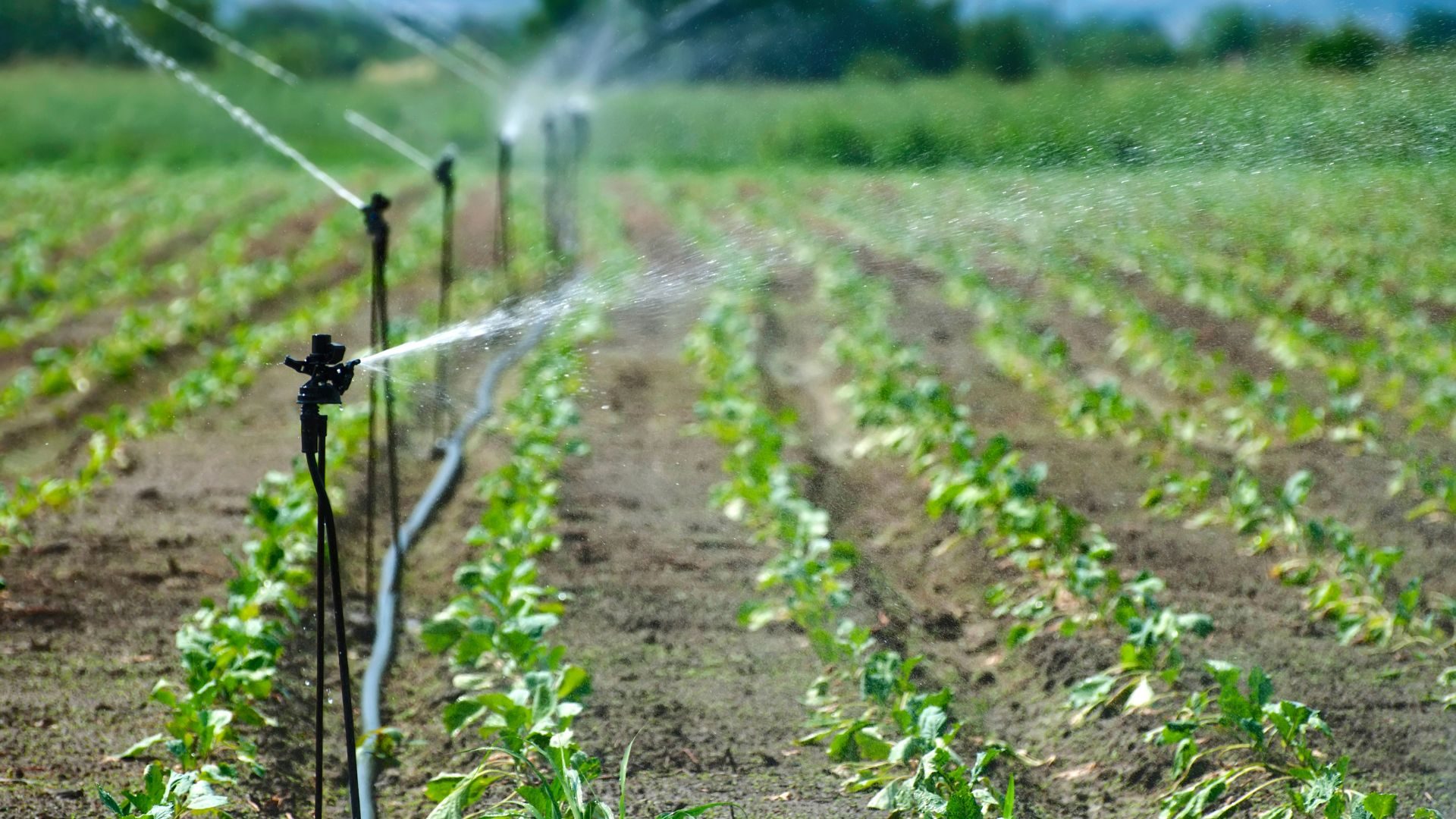 Sprinkler Repair in Wheat Ridge, CO