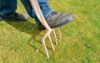 lawn aeration using a fork
