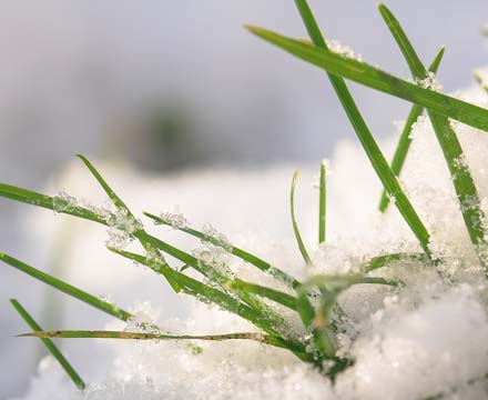 frozen grass