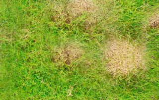 brown spots in lawn