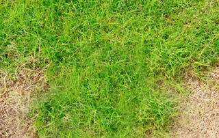 brown spots on lawn after fertilizing: what it means and what you should do